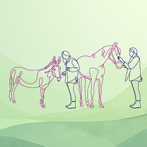 équi-meeting médiation